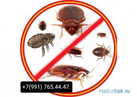 Дезинфекция кызматы клоп таракан даарылайбыз +79917654447.